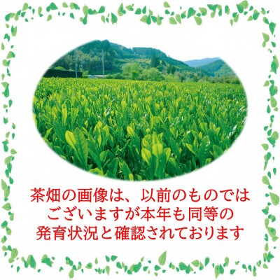 令和7年 八十八夜摘み高級八女新茶100g×2本