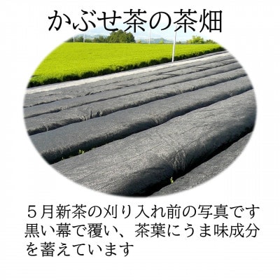 福岡県産 八女かぶせ茶 (あま葉) 100g詰め 2本