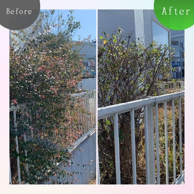 実家・空き家の草刈り・草取り・剪定(大牟田市)