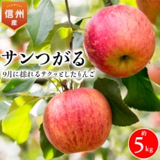 2023年!9月に採れる信州のりんご　サンつがる　約5キロ!