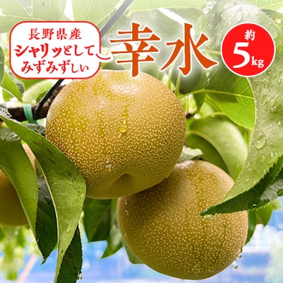 2025年秋順次発送!信州の梨【幸水】約5kg　シャリッとしてみずみずしい梨　