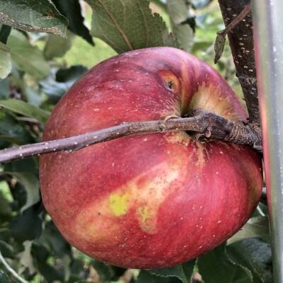 2023年!希少なりんご【華宝】訳あり家庭用　約5kg
