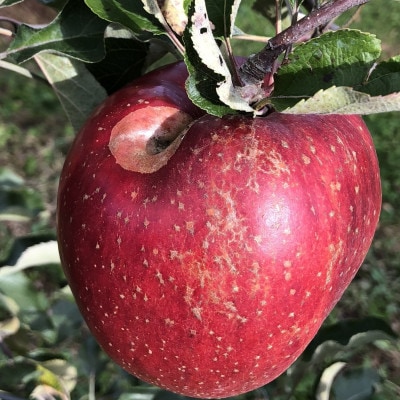 2023年!希少なりんご【華宝】訳あり家庭用　約5kg