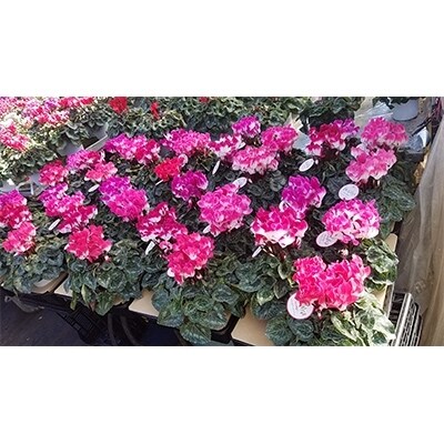 <数量限定>【観葉植物】鉢植え植物　シクラメン　インディアカ　5号鉢　4色MIX　4鉢セット:日光市