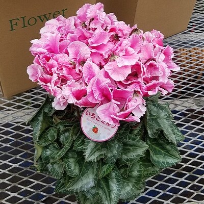 ＜数量限定＞【観葉植物】鉢植え植物　シクラメン　いちごミルク(サーモンピンク)5号鉢:日光市