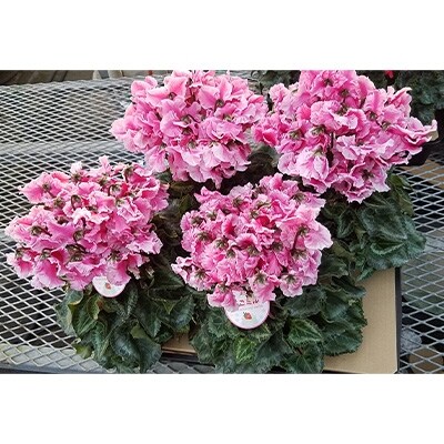 ＜数量限定＞【観葉植物】鉢植え植物　シクラメン　いちごミルク(サーモンピンク)5号鉢:日光市