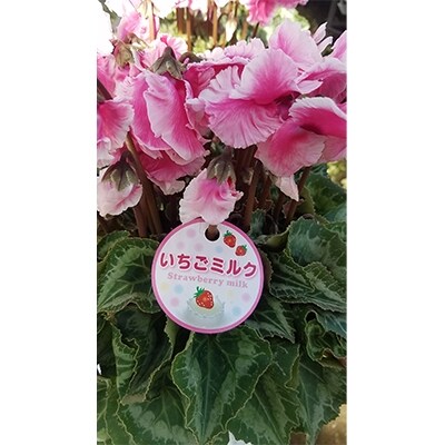 ＜数量限定＞【観葉植物】鉢植え植物　シクラメン　いちごミルク(サーモンピンク)5号鉢:日光市