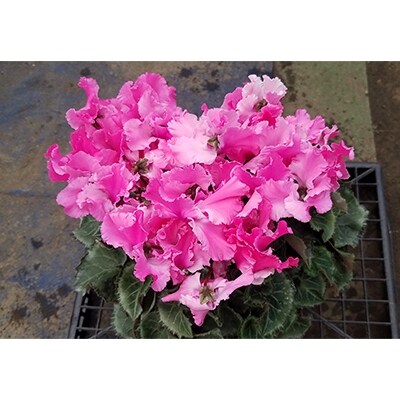 ＜数量限定＞【観葉植物】鉢植え植物　シクラメン　恋桜　5号鉢:日光市