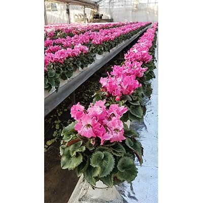 ＜数量限定＞【観葉植物】鉢植え植物　シクラメン　恋桜　5号鉢:日光市