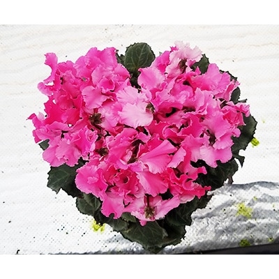 ＜数量限定＞【観葉植物】鉢植え植物　シクラメン　恋桜　5号鉢:日光市