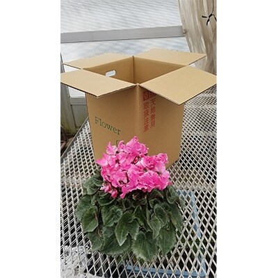 ＜数量限定＞【観葉植物】鉢植え植物　シクラメン　恋桜　5号鉢:日光市
