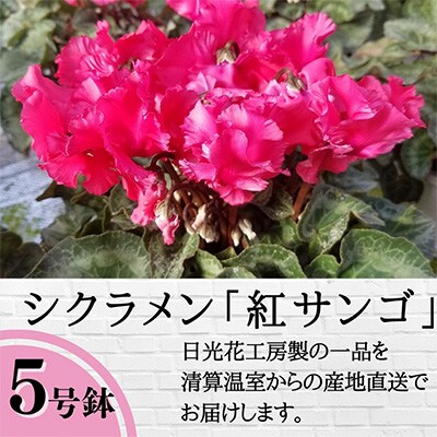 ＜数量限定＞【観葉植物】鉢植え植物　シクラメン　紅サンゴ　5号鉢:日光市
