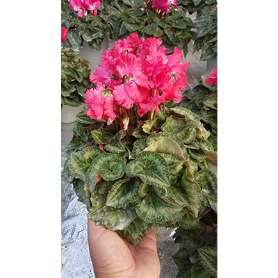 ＜数量限定＞【観葉植物】鉢植え植物　シクラメン　紅サンゴ　5号鉢:日光市