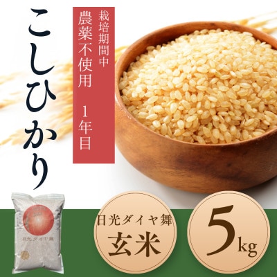 こしひかり玄米5kg　日光ダイヤ舞　栽培期間中農薬不使用1年目　◆お米◆美味しい◆玄米