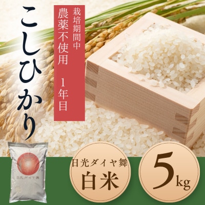 こしひかり白米5kg　日光ダイヤ舞　　栽培期間中農薬不使用1年目　◆お米◆美味しい◆精米