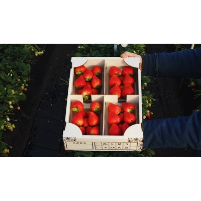 【先行予約】大粒とちあいか2パック&とちおとめ2パック計1kg【1月上旬より順次発送】