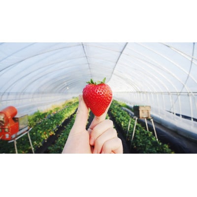 【先行予約】大粒とちあいか2パック&とちおとめ2パック計1kg【1月上旬より順次発送】