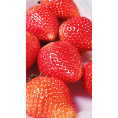 【先行予約】大粒とちあいか2パック&とちおとめ2パック計1kg【1月上旬より順次発送】