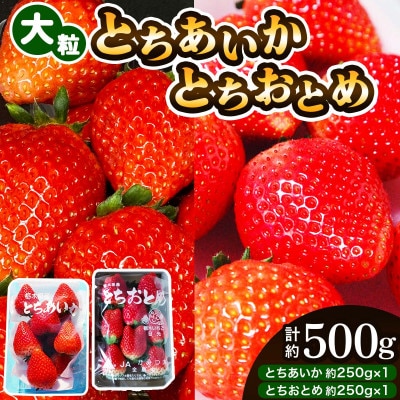 【先行予約】大粒とちあいか1パック+大粒とちおとめ1パック=計2パック【1月上旬より順次発送】