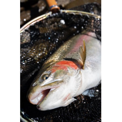 鱒界の頂点を目指しマス!頂鱒(イタダキマス)の柵どり(生食用)約1.2kg