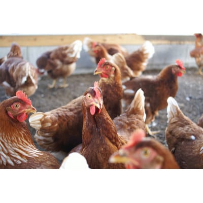 平飼い赤玉鬼怒　60個