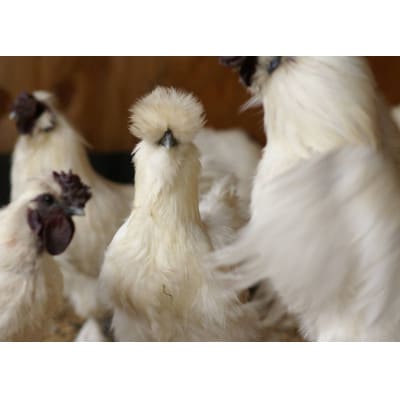 平飼い烏骨鶏卵　月光40個