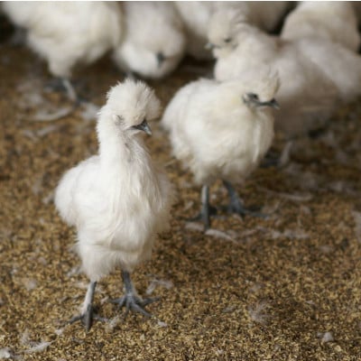 平飼い烏骨鶏卵　月光40個