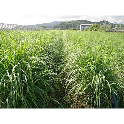 熊本ハーブ園レモングラス産 ハーブティーなごみセット ブレンド シングル計9袋 お礼品詳細 ふるさと納税なら さとふる