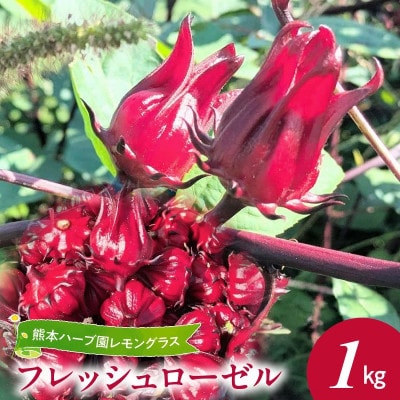 熊本ハーブ園レモングラス　フレッシュローゼル(約1kg)