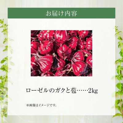 熊本ハーブ園レモングラス　フレッシュローゼル(約2kg)