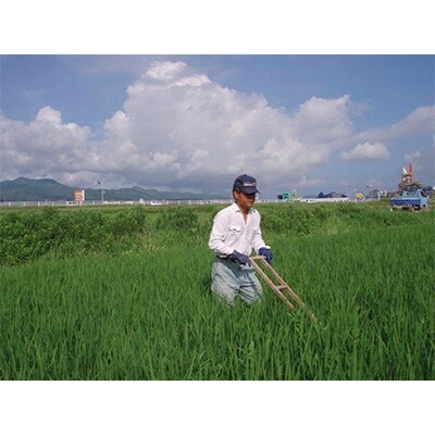 有機JAS認証米「ヒノヒカリ」玄米 10キロ