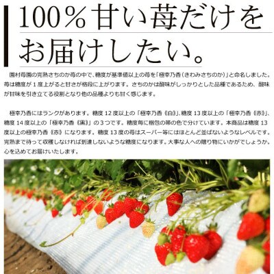 熊本県宇土産 糖度13度以上保証 園村苺園のブランド苺「極幸乃香」600g