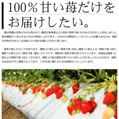 【2025年2月～3月発送】熊本県宇土産 糖度12度以上保証 園村苺園ブランド苺「極幸乃香」600g