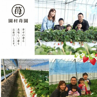 熊本県宇土産 完熟冷凍いちご「さら苺」6カップ 練乳付き 園村苺園