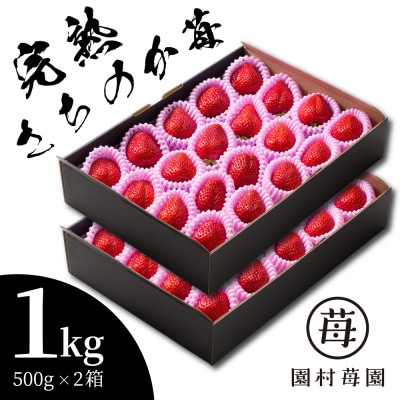 【2025年1月～2月発送】熊本県宇土市産 完熟さちのか苺 1kg(500g×2箱) 園村苺園
