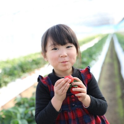 【農家直送】熊本県宇土市産 完熟さちのか苺 1kg 園村苺園