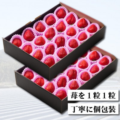 【2024年3月より発送】熊本県宇土市産 完熟さちのか苺 1kg(500g×2箱) 園村苺園