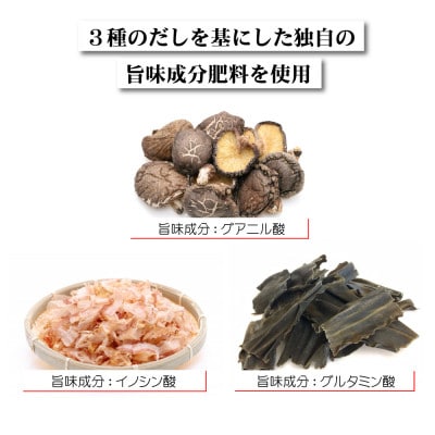 【2024年3月より発送】熊本県宇土市産 完熟さちのか苺 1kg(500g×2箱) 園村苺園
