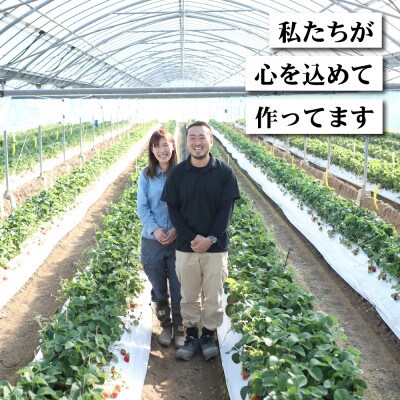 【2024年3月より発送】熊本県宇土市産 完熟さちのか苺 1kg(500g×2箱) 園村苺園