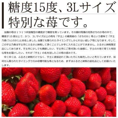 先行予約!園村苺園 高級ブランド 苺「宇土乃香」 糖度15度以上 3Lサイズ以上 500g