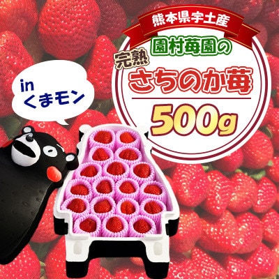 先行予約!2026年2月以降順次発送 園村苺園の完熟さちのか苺inくまモン 500g