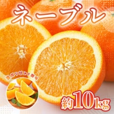 熊本県産 ネーブルオレンジ  約10kg(宇土市)
