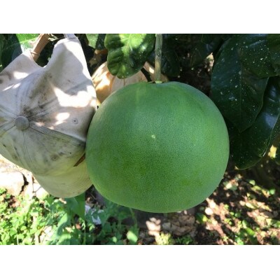 【ギフト用】熊本特産　晩白柚　約4kg(2玉)