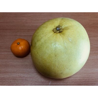 【ギフト用】熊本特産　晩白柚　約4kg(2玉)