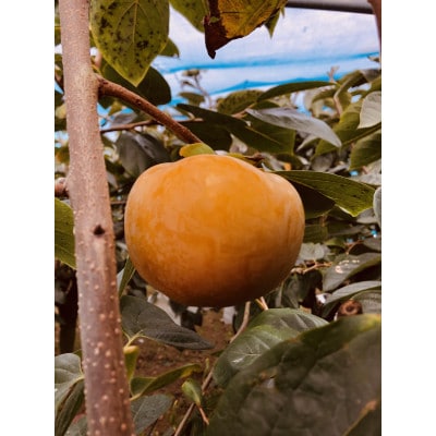 【ギフト用】太秋柿 約2kg(5L大玉 5～6玉)