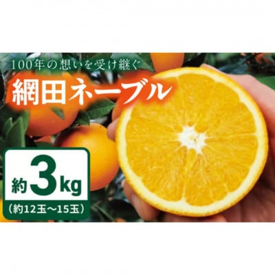 【先行予約】網田ネーブル3kg(約12玉～15玉)