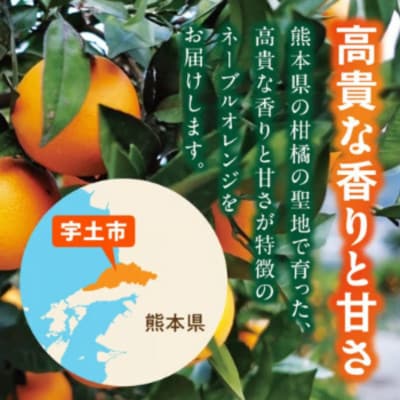 【先行予約】網田ネーブル3kg(約12玉～15玉)