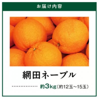 【先行予約】網田ネーブル3kg(約12玉～15玉)