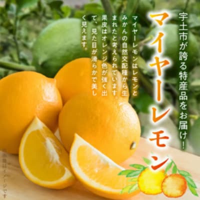 【先行予約】福島オレンジ農園 マイヤーレモン 1.5kg