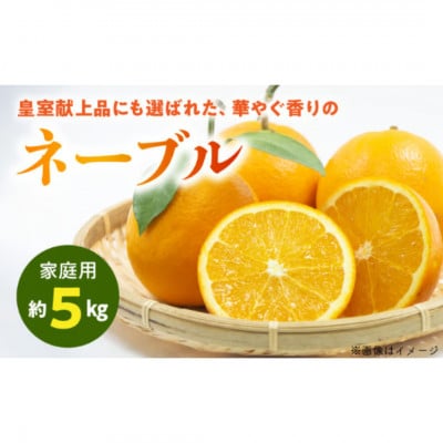 【先行予約】福島オレンジ農園 おいしい樹成甘熟!!　ネーブル(家庭用)約5kg
